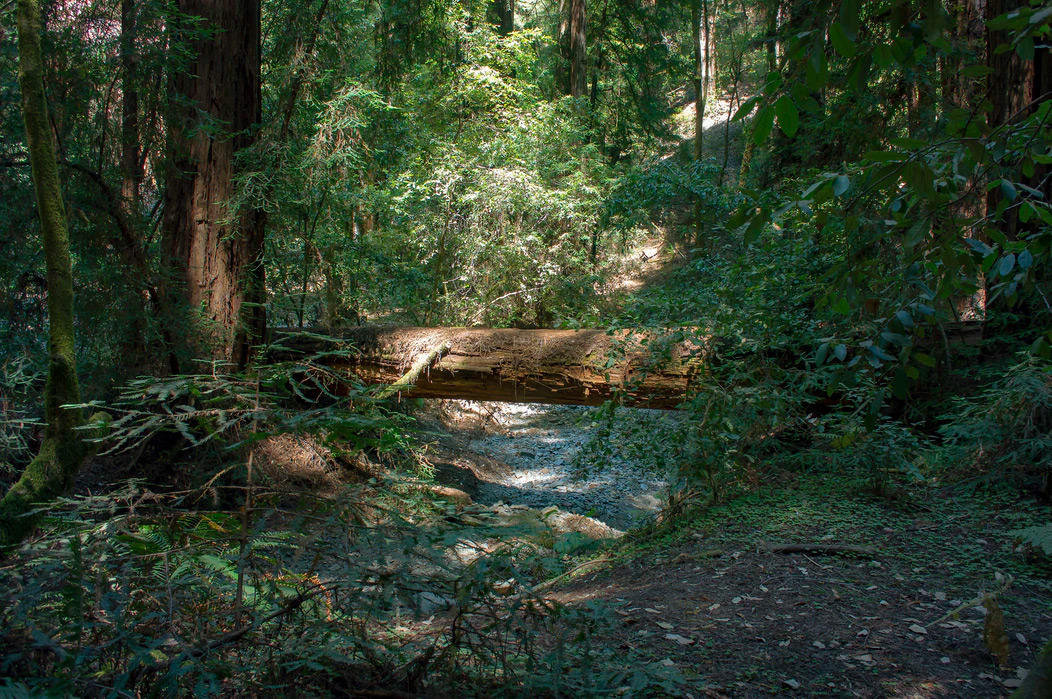 Reignforest Childrens Program